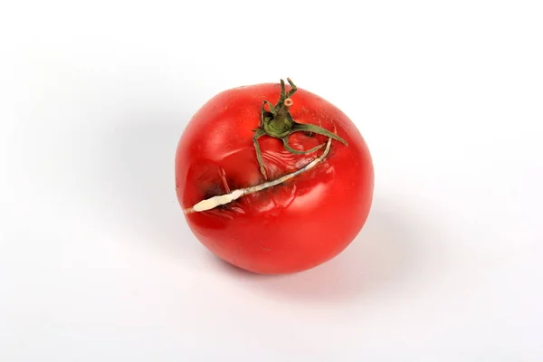 Tomate Gâtée Sur Fond Blanc Champignon Avec Moisissure Sur Légume — Photo