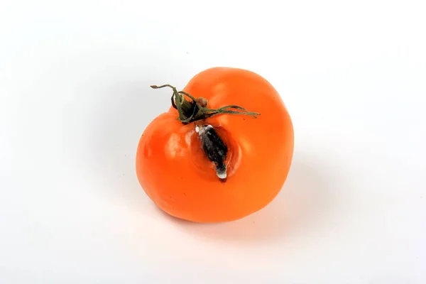 Spoiled tomato on white background, fungus with mold on vegetable, Rotten tomatoes