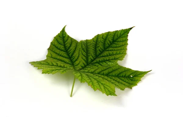 Grünes Pflanzenblatt Mit Schöner Textur Auf Weißem Hintergrund — Stockfoto