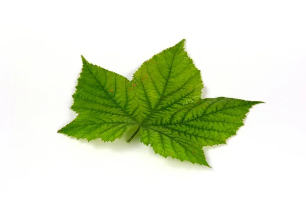 Zelený List Rostliny Krásnou Texturou Bílém Pozadí — Stock fotografie