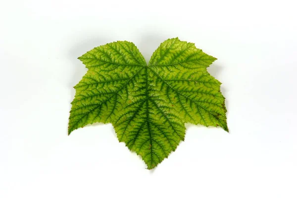 Zelený List Rostliny Krásnou Texturou Bílém Pozadí — Stock fotografie