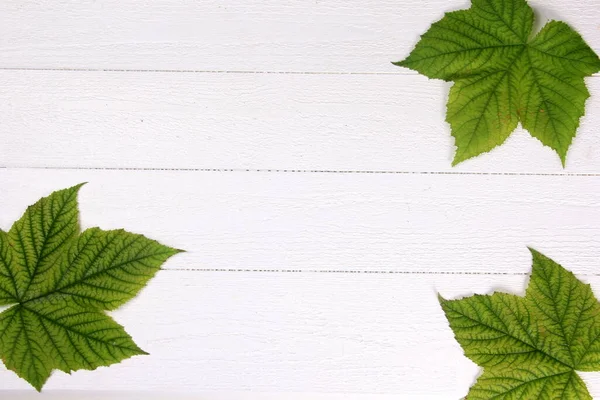 Zelená Rostlina Listy Bílém Dřevěné Desky Pozadí Kopírovací Prostor — Stock fotografie