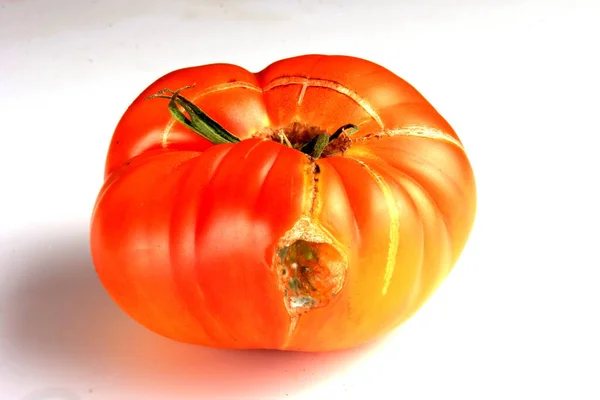Mogna Tomater Med Skador Vit Bakgrund — Stockfoto