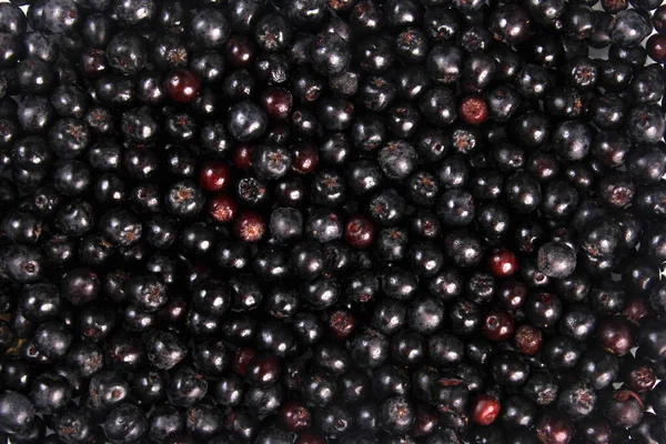 Latar Belakang Chokeberry Hitam Segar Black Aronia Latar Belakang Berry Stok Gambar Bebas Royalti