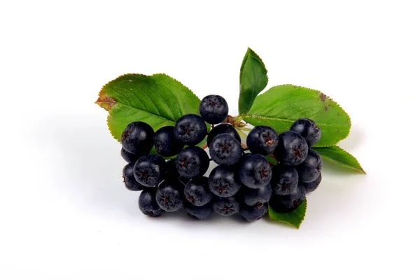 Trossen Zwarte Bessen Met Bladeren Een Witte Achtergrond Chokeberry Aronia — Stockfoto
