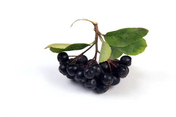 Hromádky Černých Bobulí Listy Bílém Pozadí Chokeberry Aronia Melanocarpa — Stock fotografie