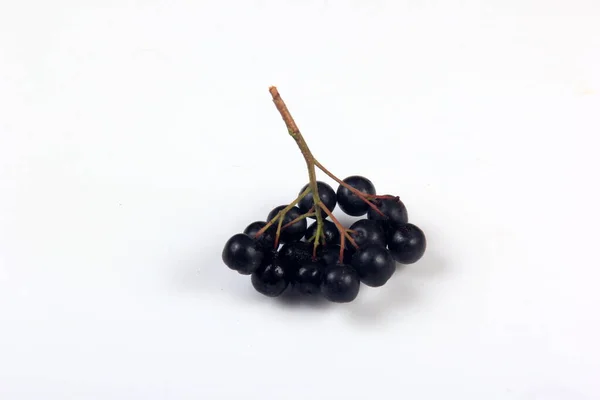 Kumpulan Beri Coklat Hitam Dengan Daun Latar Belakang Putih Chokeberry — Stok Foto