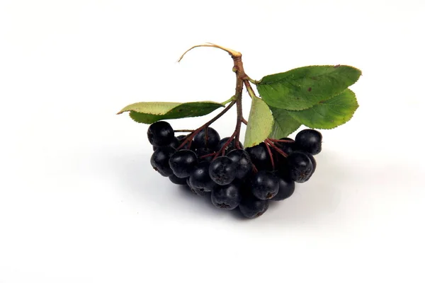 Kumpulan Beri Coklat Hitam Dengan Daun Latar Belakang Putih Chokeberry — Stok Foto