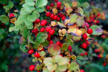 Böğürtlen dalı, taze olgun meyveler Berberis thunbergii. Bir dalda kırmızı böğürtlen.                               
