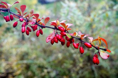 Böğürtlen dalı, taze olgun meyveler Berberis thunbergii. Bir dalda kırmızı böğürtlen.                               