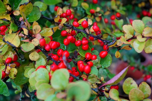 Böğürtlen Dalı Taze Olgun Meyveler Berberis Thunbergii Bir Dalda Kırmızı — Stok fotoğraf