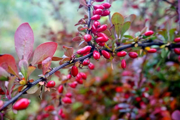 Ramo Baga Bagas Maduras Frescas Berberis Thunbergii Barberry Maduro Vermelho — Fotografia de Stock