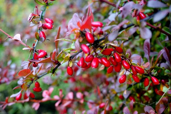 Böğürtlen Dalı Taze Olgun Meyveler Berberis Thunbergii Bir Dalda Kırmızı — Stok fotoğraf
