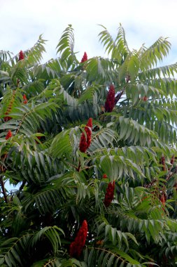 Yazın yeşil yapraklı Staghorn Sumac (Rhus typhina). kadife sumac