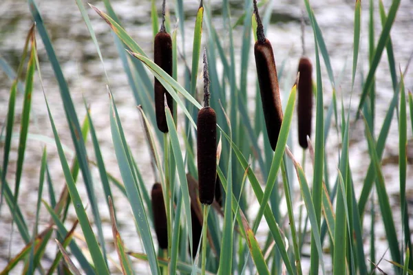 Cattail Hojas Flores Con Tulipanes Araña Creciendo Cerca Del Agua —  Fotos de Stock