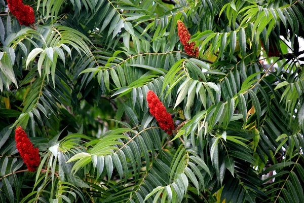 Yazın yeşil yapraklı Staghorn Sumac (Rhus typhina). kadife sumac