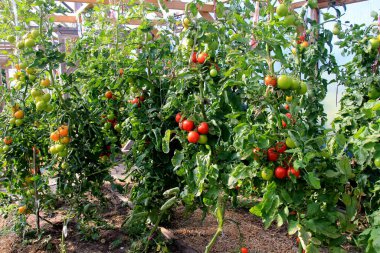 Çiftlik serasında yetişen olgun kırmızı domates bitkisi. Bir seranın dalında yetişen olgun domatesler.