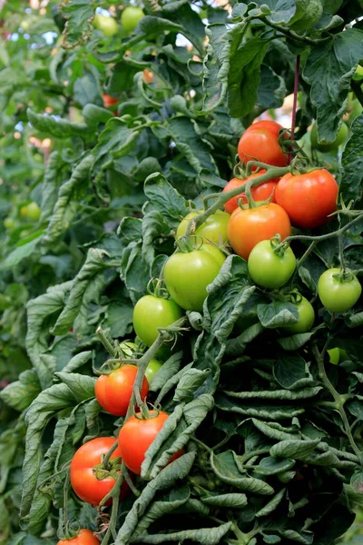 Reife Rote Tomatenpflanze Die Bauerngewächshaus Wächst Reife Natürliche Tomaten Die — Stockfoto