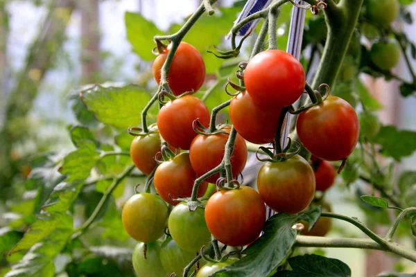 Rijp Rode Tomatenplant Kweken Boerderij Kas Rijp Natuurlijke Tomaten Groeien — Stockfoto