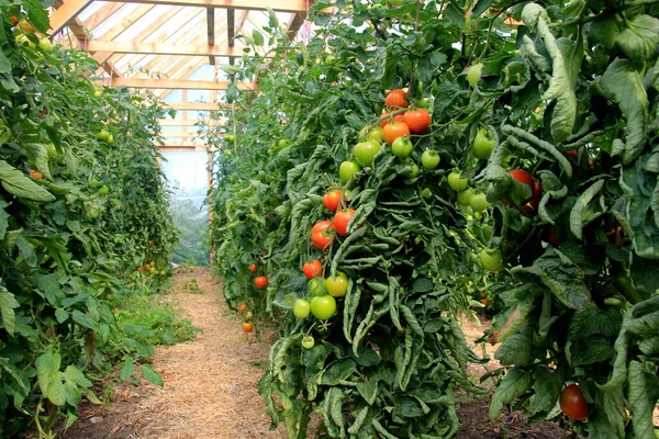 Planta Tomate Rojo Maduro Creciendo Invernadero Granja Tomates Naturales Maduros —  Fotos de Stock