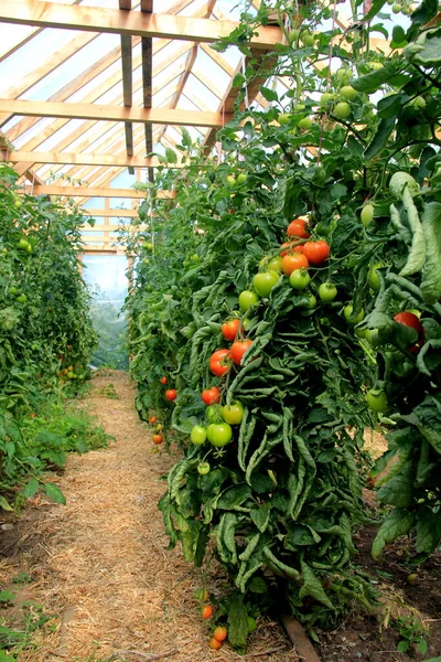 Ripe Red Tomato Plant Growing Farm Greenhouse Ripe Natural Tomatoes — Stock Photo, Image
