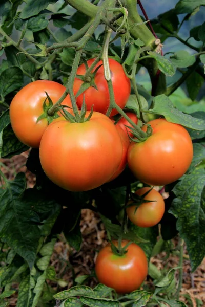 Planta Tomate Vermelho Maduro Crescendo Estufa Fazenda Tomates Naturais Maduros — Fotografia de Stock