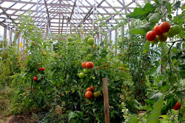 Planta Tomate Rojo Maduro Creciendo Invernadero Granja Tomates Naturales Maduros —  Fotos de Stock