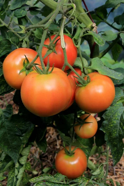 Planta Tomate Vermelho Maduro Crescendo Estufa Fazenda Tomates Naturais Maduros — Fotografia de Stock