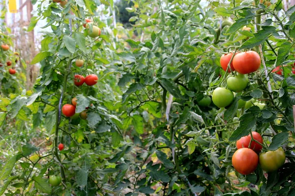 Planta Tomate Vermelho Maduro Crescendo Estufa Fazenda Tomates Naturais Maduros — Fotografia de Stock