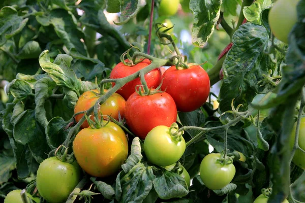 Reife Rote Tomatenpflanze Die Bauerngewächshaus Wächst Reife Natürliche Tomaten Die — Stockfoto