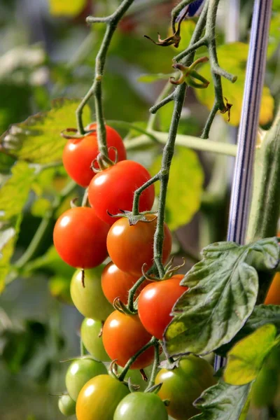 Reife Rote Tomatenpflanze Die Bauerngewächshaus Wächst Reife Natürliche Tomaten Die — Stockfoto