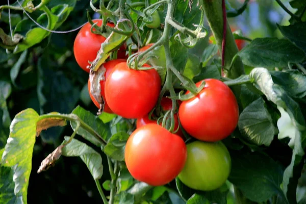 Planta Tomate Vermelho Maduro Crescendo Estufa Fazenda Tomates Naturais Maduros — Fotografia de Stock