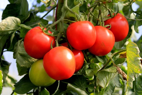 Спелые Красные Помидоры Растут Фермерской Оранжерее Спелые Натуральные Помидоры Растущие — стоковое фото