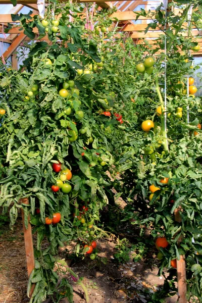 Mogna Röda Tomatplantor Som Växer Gårdens Växthus Mogna Naturliga Tomater — Stockfoto