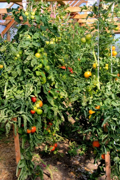 Planta Tomate Rojo Maduro Creciendo Invernadero Granja Tomates Naturales Maduros — Foto de Stock