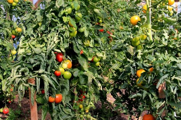 農場の温室で成長している赤いトマトの植物を熟す 温室内の枝で成長する天然トマトを熟す — ストック写真