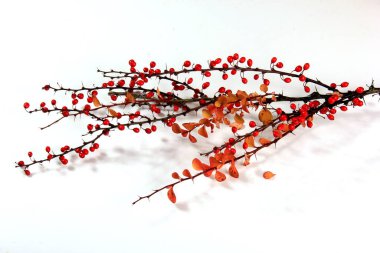 Barberry (Berberis vulgaris) beyaz arka planda izole edilmiş kırmızı olgun böğürtlenlerle