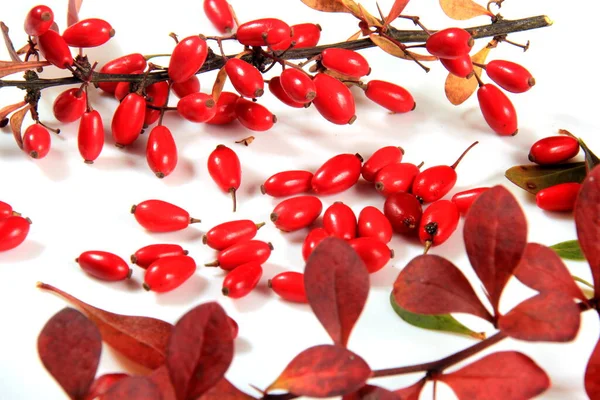 Barberry Berberis Vulgaris Cabang Dengan Berry Matang Merah Terisolasi Pada — Stok Foto