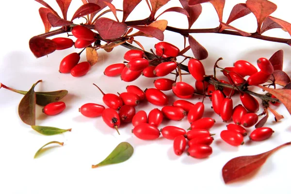 Barberry Berberis Vulgaris Tak Met Rode Rijpe Bessen Geïsoleerd Een — Stockfoto