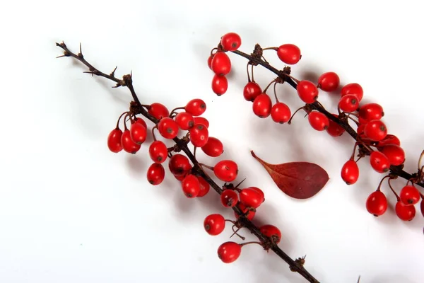 Barberry Berberis Vulgaris Branch Red Ripe Berries Isolated White Background — Stock Photo, Image