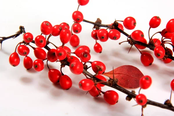 Barberry Berberis Vulgaris Tak Met Rode Rijpe Bessen Geïsoleerd Een — Stockfoto