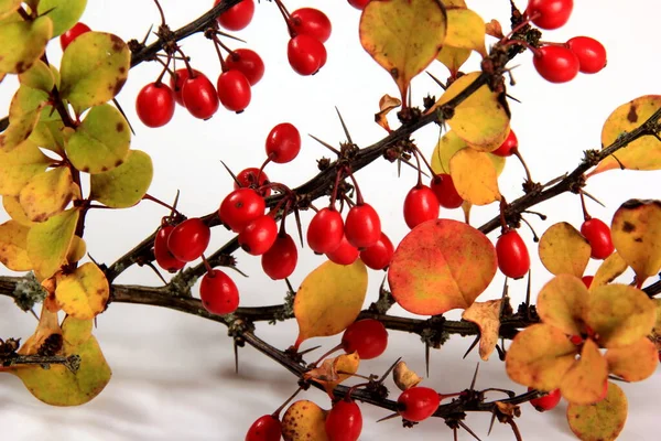 白い背景に赤い熟した果実が孤立したBarberry Berberis Valgaris — ストック写真
