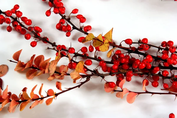 Rama Barberry Berberis Vulgaris Con Bayas Rojas Maduras Aisladas Sobre — Foto de Stock