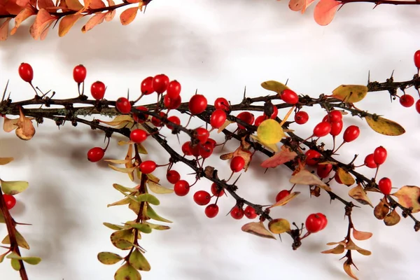 Rama Barberry Berberis Vulgaris Con Bayas Rojas Maduras Aisladas Sobre —  Fotos de Stock