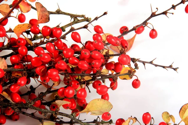 Rama Barberry Berberis Vulgaris Con Bayas Rojas Maduras Aisladas Sobre — Foto de Stock