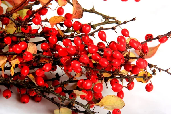 Барбарис Berberis Vulgaris Ветви Красными Спелыми Ягодами Изолированы Белом Фоне — стоковое фото