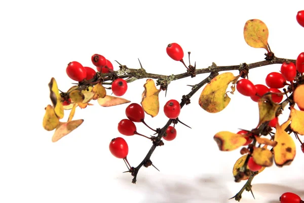 Berberis Vulgaris 红色成熟浆果 白色背景分离 — 图库照片