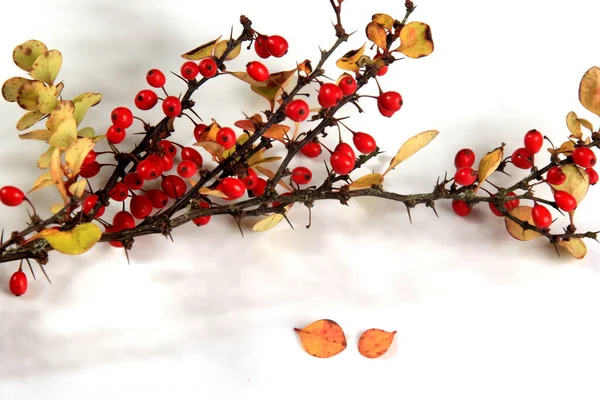 Barberry Berberis Vulgaris Branch Red Ripe Berries Isolated White Background — Stock Photo, Image