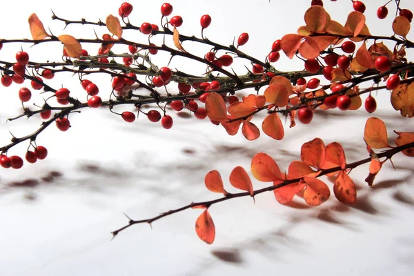 Κλαδιά Μύρτιλου Berberis Vulgaris Κόκκινα Ώριμα Μούρα Που Απομονώνονται Λευκό — Φωτογραφία Αρχείου