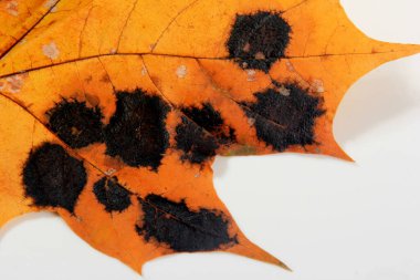 Sarı akçaağaç yaprakları siyah ve beyaz benekli. Rhhytisma acerinum mantarının sebep olduğu akçaağaç yaprağında mantar hastalığı veya katran lekesi